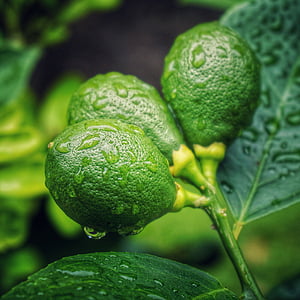 closeup photography of green fruits thumbnail