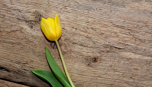 yellow tulip flower thumbnail