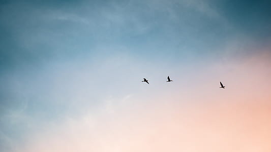 three birds flying on sky thumbnail