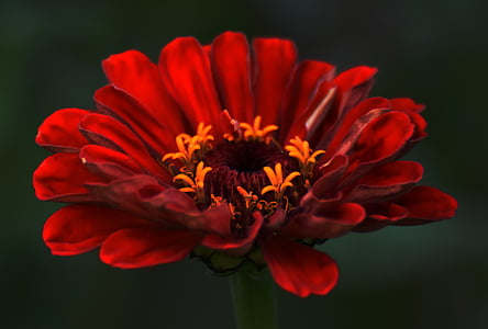 selective focus photo of red zinnia flower thumbnail