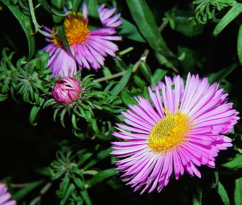 pink multi-petaled flowers thumbnail