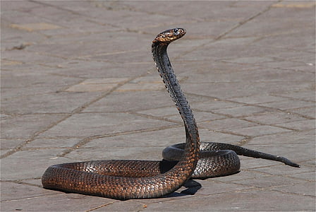 brown rattle snake thumbnail
