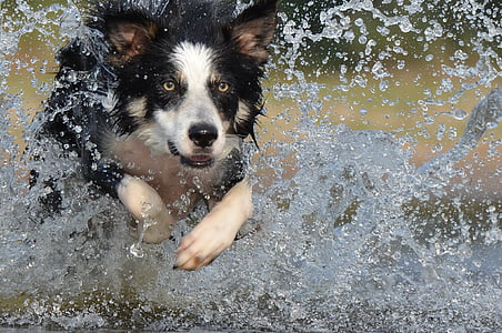 adult white and black border collie running in body of water with droplets thumbnail