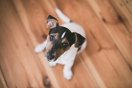 adult tri-color Jack Russell thumbnail