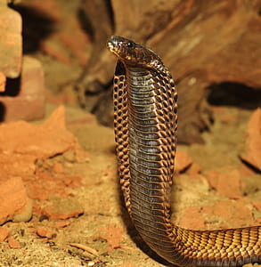 brown king cobra snake thumbnail