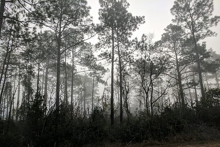 green forest at daytime thumbnail