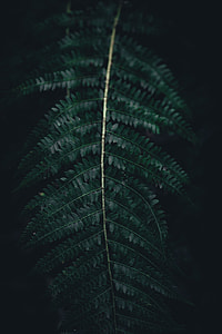 green fern plant thumbnail