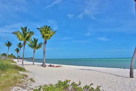 palm tree on shoreline thumbnail