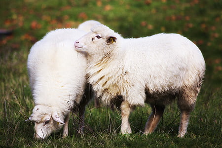 two sheep standing on field thumbnail