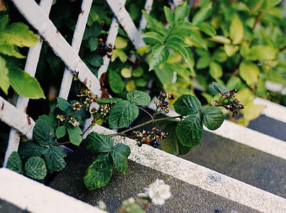 green leaf plant thumbnail