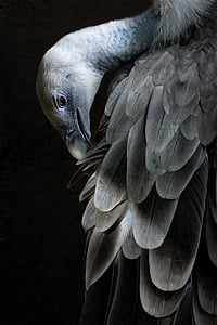 close-up photography of grey vulture thumbnail