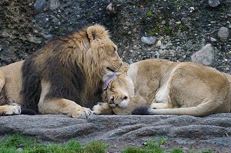 lion grooming lioness thumbnail