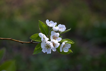 close-up photography of white petaled flower thumbnail