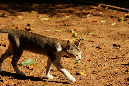 brown cat thumbnail
