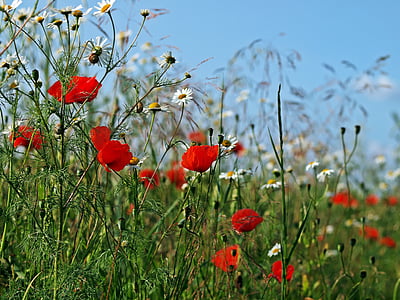 shallow focus photo of red and white flowers thumbnail