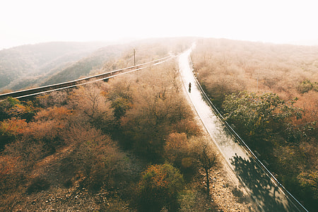 person walking on road surrounded by tree thumbnail