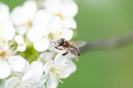 nature, flowers, animal, petals thumbnail