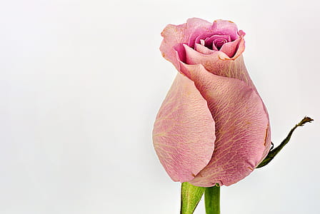 pink petaled rose thumbnail