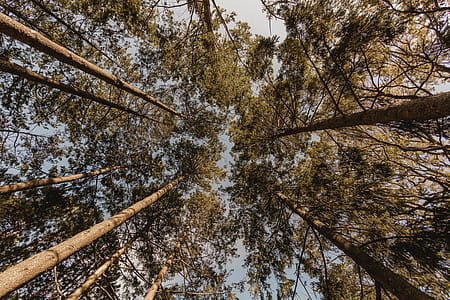 Looking Up At Pine Forest Photo thumbnail