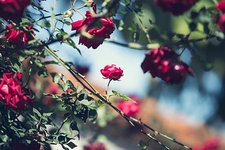 selective focus photo of red rose thumbnail