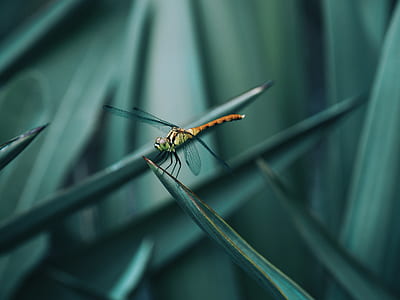 selective focus photography of red and green dragonfly perched on green leaf thumbnail