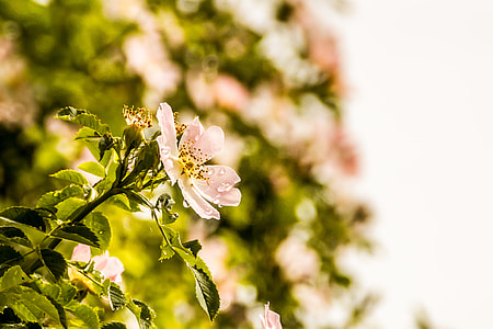 Wild Rose after Rain thumbnail
