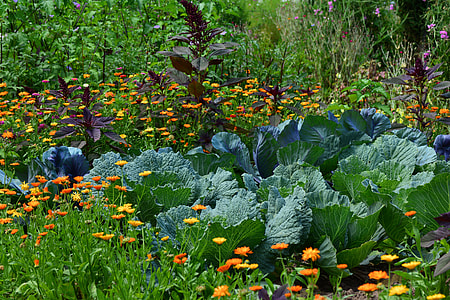 green lettuce on garden during daytime thumbnail