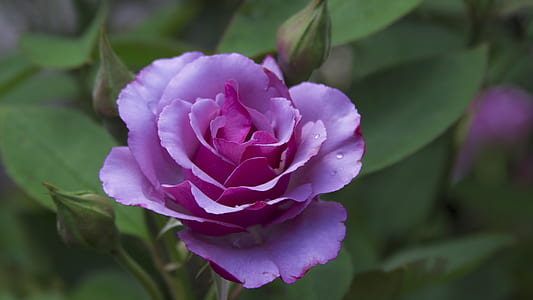 purple cluster flower thumbnail
