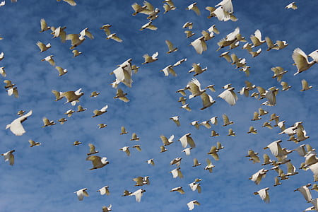 flock of bird flying in the sky thumbnail