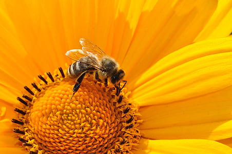honeybee perched on yellow sunflower thumbnail