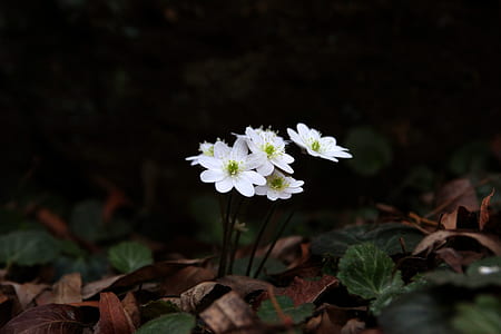 closeup photography of white petaled flowers thumbnail