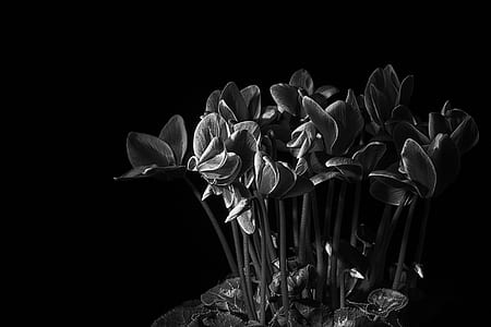 grayscale photo cyclamen flowers thumbnail