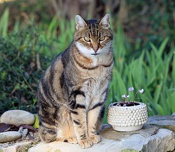 brown tabby cat near pot thumbnail