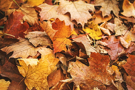 brown dried leaves thumbnail