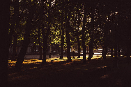 silhouette of person walking near trees thumbnail