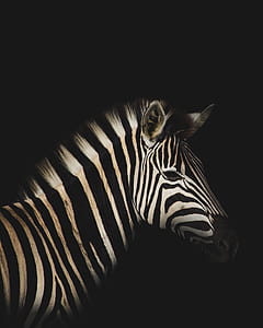 low light photography of zebra thumbnail