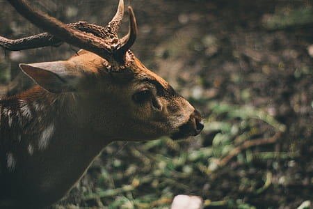Brown Deer in Forest thumbnail