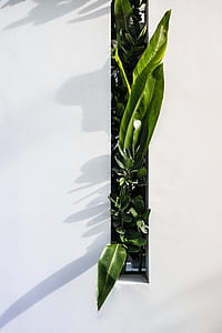 green leafed plants on pot thumbnail