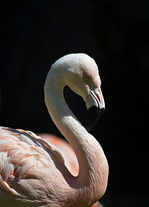 Shallow Focus Photography of Pink Flamingo thumbnail