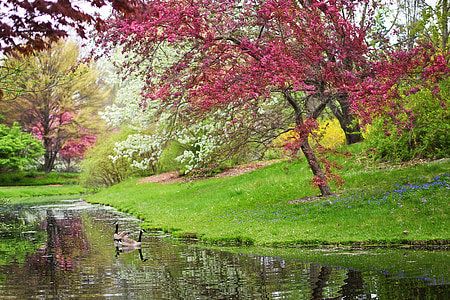 green leaf tree near body of water thumbnail