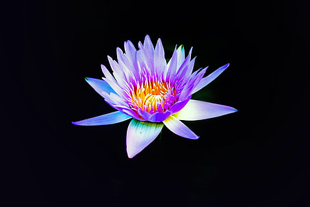 purple and yellow flower with black background thumbnail