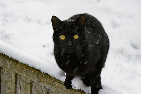 Bombay cat standing on fence thumbnail