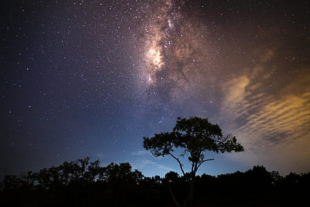 silhouette of leafed trees during nighttime thumbnail