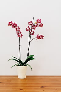 pink moth orchids thumbnail