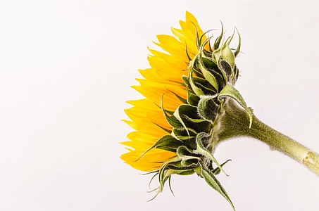 yellow petaled flower with white background thumbnail