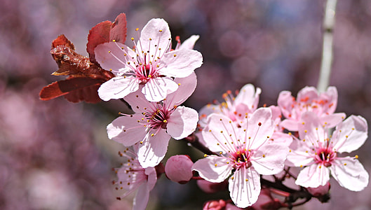 bokeh photography of pink cherry blossom flowers thumbnail