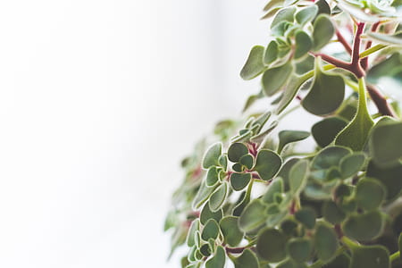 Close up of houseplant / copy space thumbnail