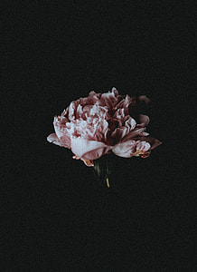 pink petaled flower on black background photography thumbnail