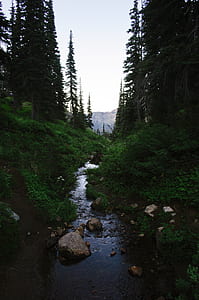green pine trees thumbnail