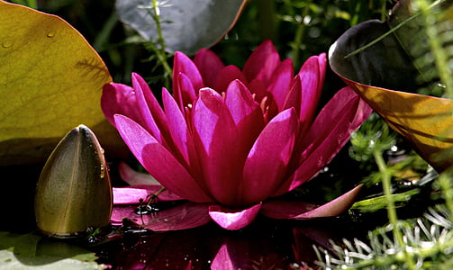 waterlily flower near leaves thumbnail